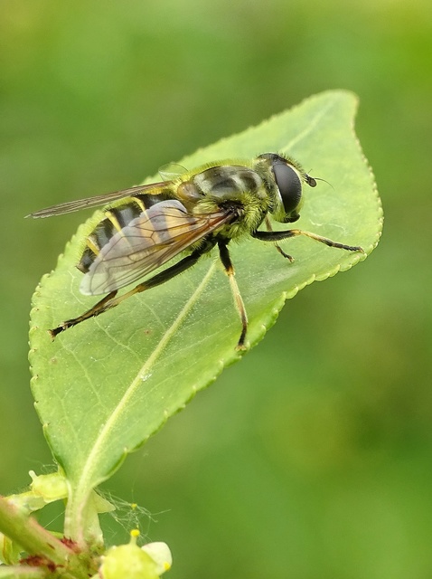 Myathropa florea - halálfejes odúlégy