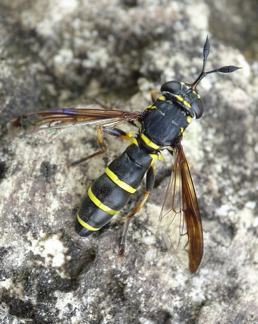 Ceriana conopsoides - nagy hosszúcsápúlégy