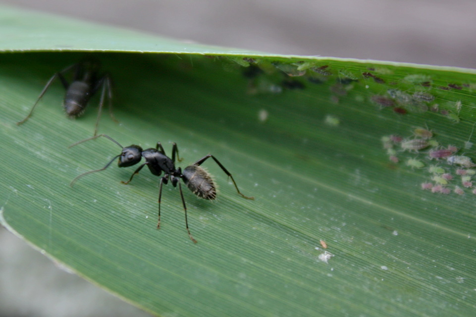 Camponotus vagus - fekete lóhangya