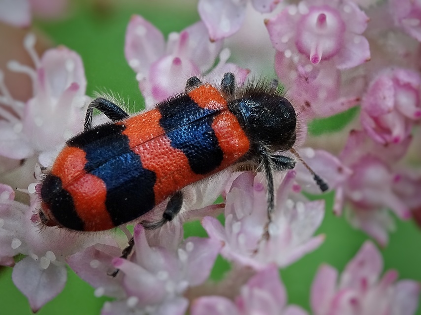 Trichodes apiarius - szalagos méhészbogár