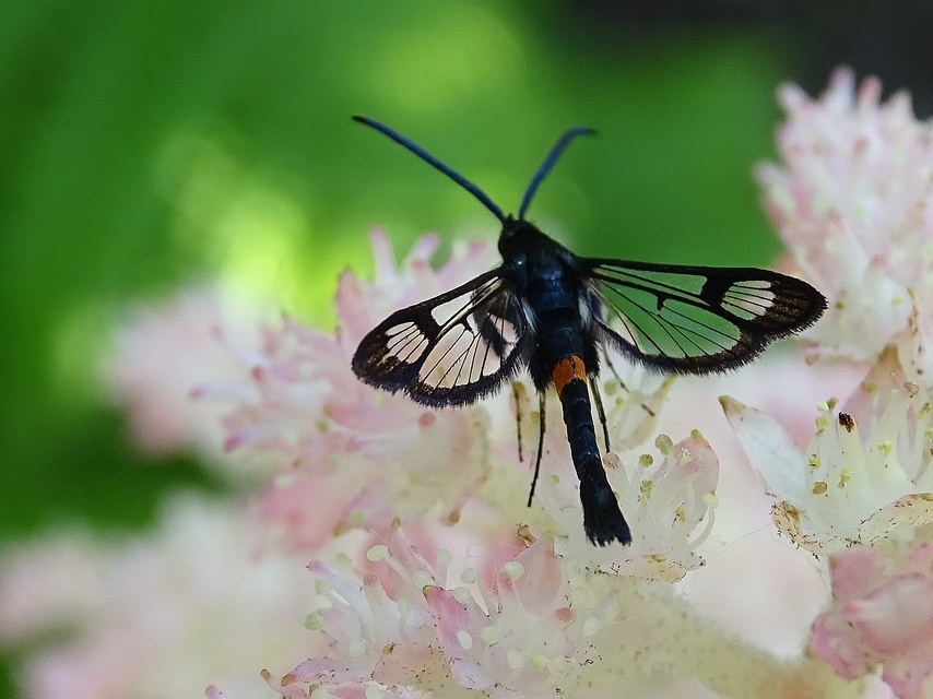 Synanthedon myopaeformis - almafaszitkár