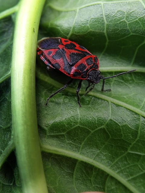 Eurydema ventralis - káposztapoloska