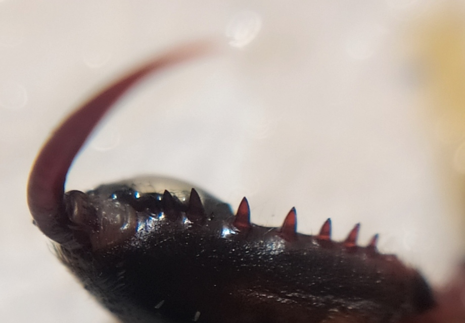 Atypus muralis - kövi torzpók