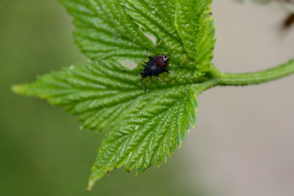 Deraeocoris ruber - vöröses mezeipoloska