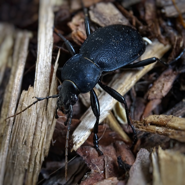 Carabus coriaceus - bőrfutrinka