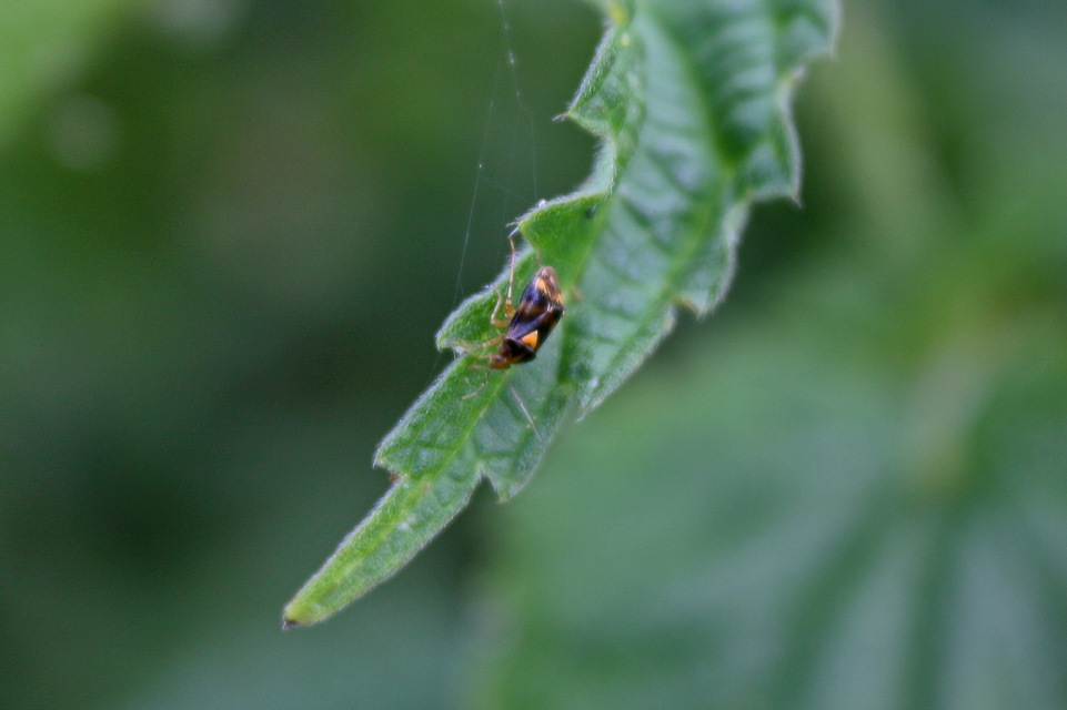 Liocoris tripustulatus - hárompettyes mezeipoloska