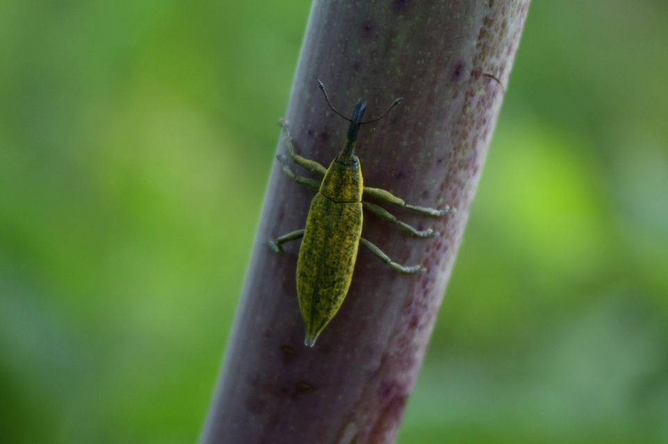 Lixus iridis - bürökfúró dudvabarkó