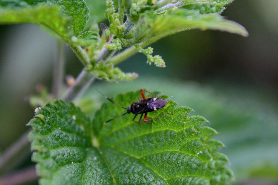 Closterotomus biclavatus - aranyszőrű mezeipoloska