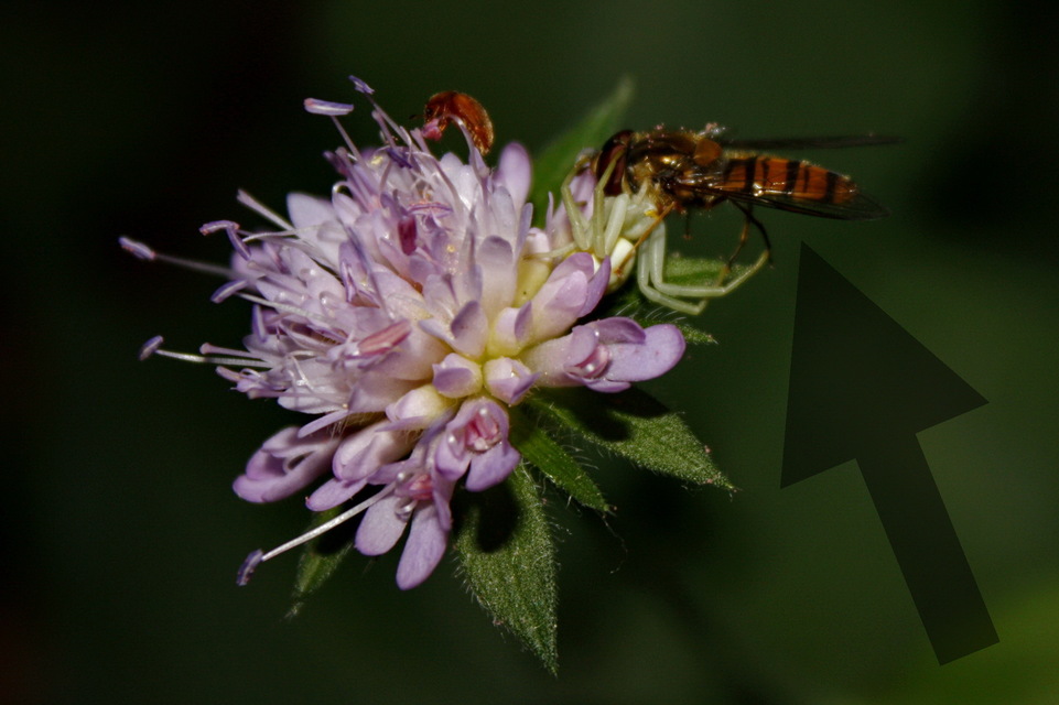 Episyrphus balteatus - ékfoltos zengőlégy