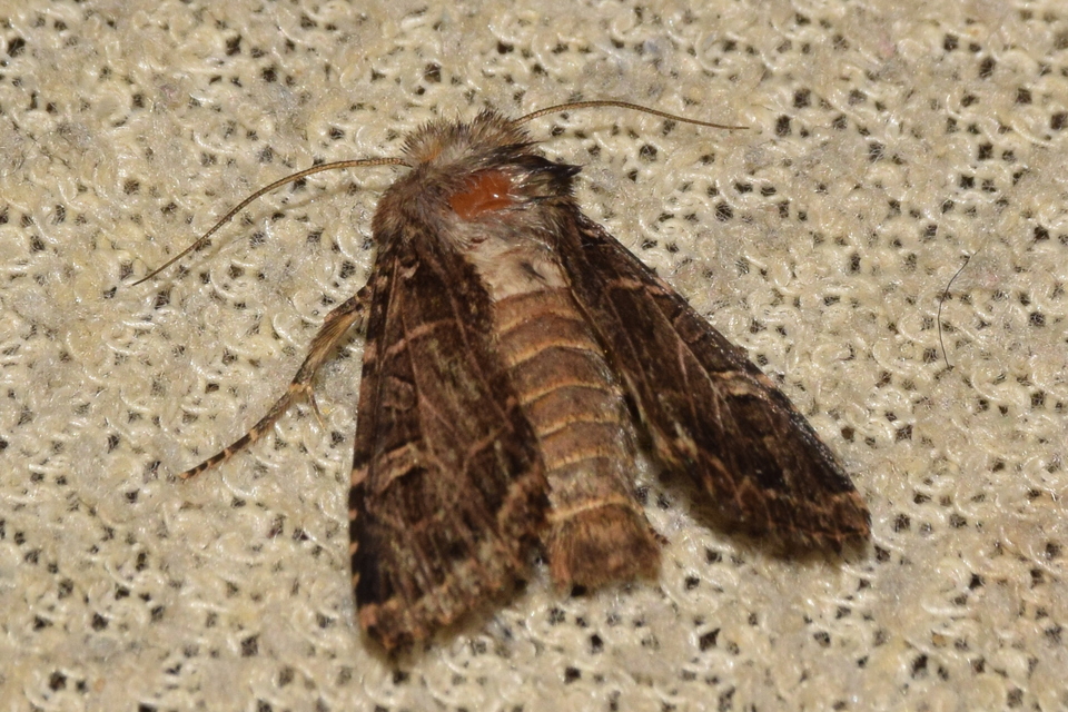 Heliophobus reticulata - fehéreres kertibagoly