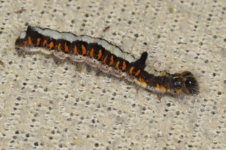 Acronicta psi - pszi-betűs szigonyosbagoly