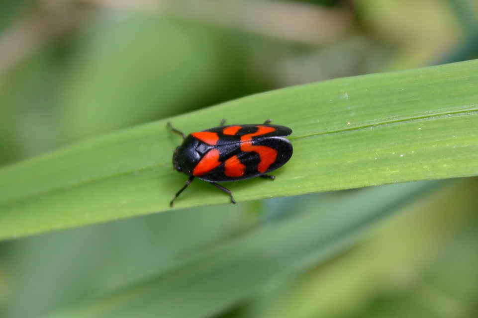 Cercopis vulnerata