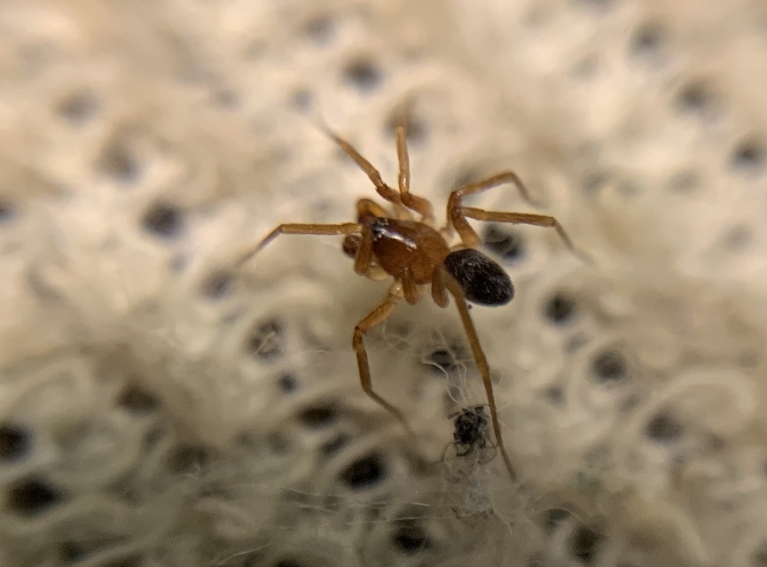 Zodarion rubidum