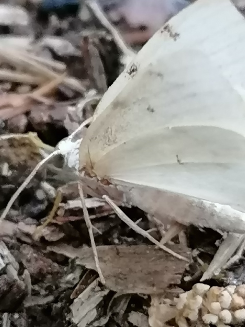 Lomographa bimaculata - kétpontos fehéraraszoló