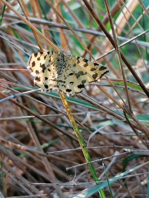 Pseudopanthera macularia - párducfoltos araszoló