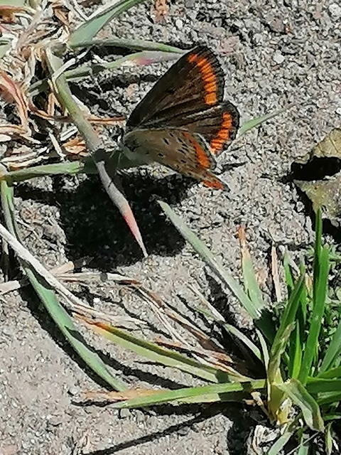 Aricia agestis - szerecsenboglárka