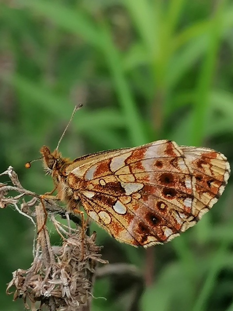 Boloria dia - kis gyöngyházlepke
