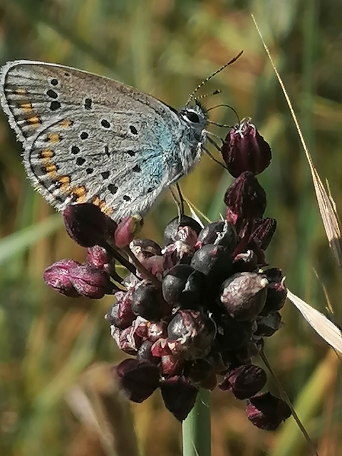Plebejus argyrognomon - tintakék boglárka