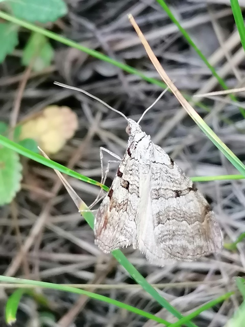 Aplocera efformata/plagiata