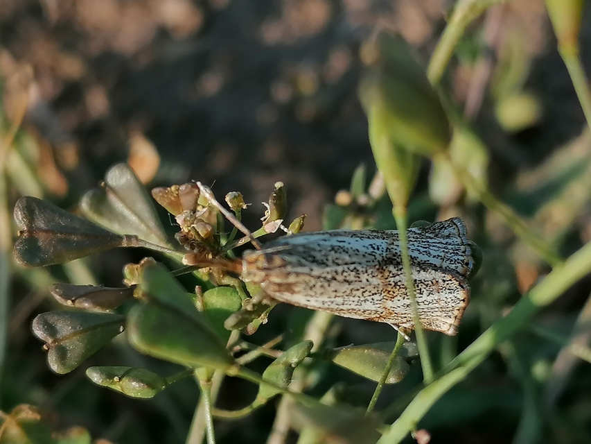 Thisanotia chrysonuchella - tavaszi fűgyökérmoly