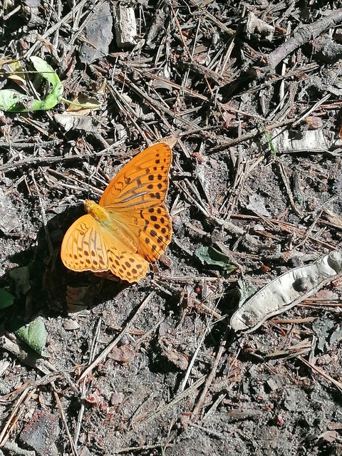 Argynnis paphia - nagy gyöngyházlepke