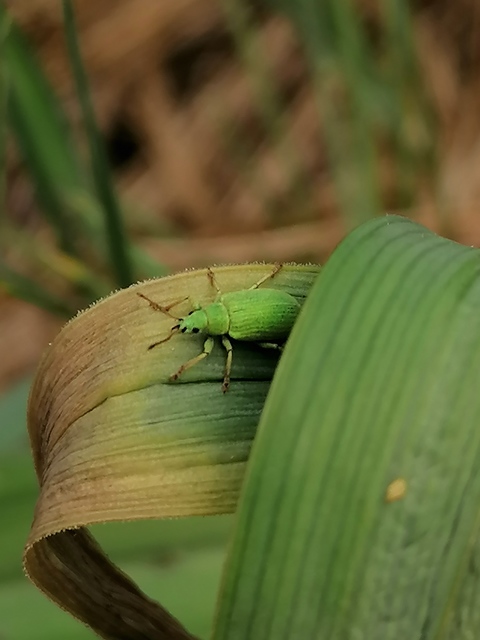 Phyllobius virideaeris - halványzöld levélormányos