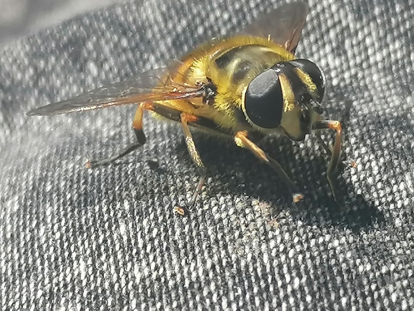 Myathropa florea - halálfejes odúlégy