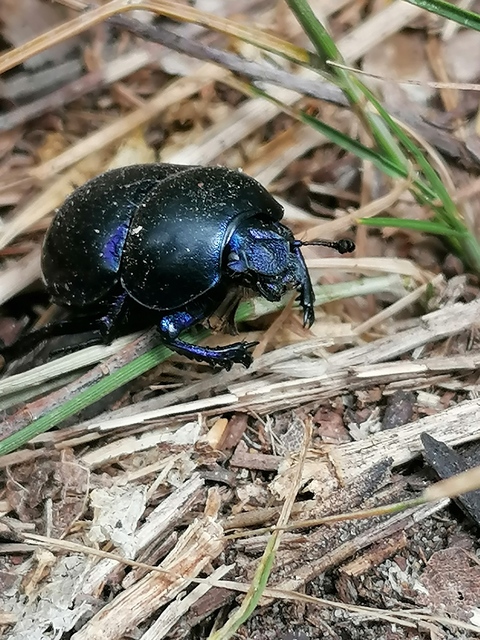 Trypocopris vernalis - tavaszi álganéjtúró