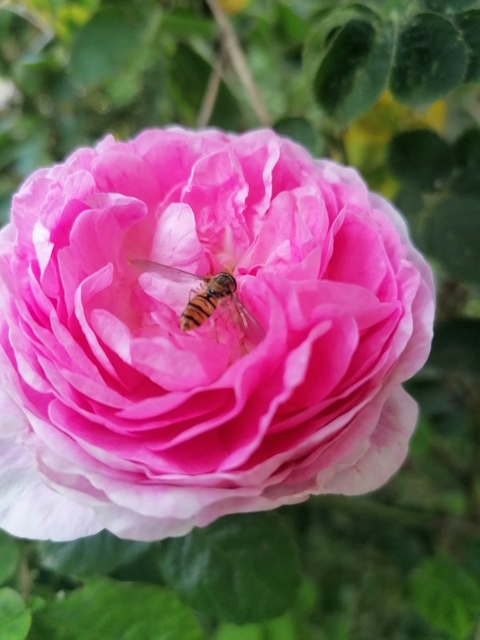 Episyrphus balteatus - ékfoltos zengőlégy