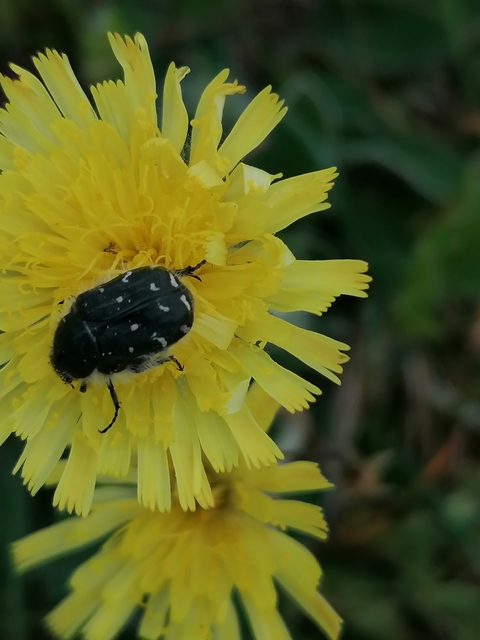 Tropinota hirta - bundás virágbogár