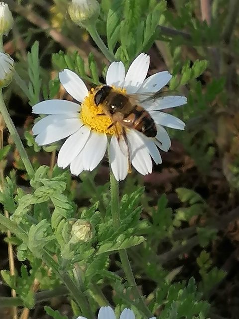 Eristalis tenax - közönséges herelégy