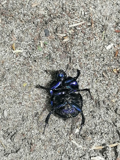 Trypocopris vernalis - tavaszi álganéjtúró