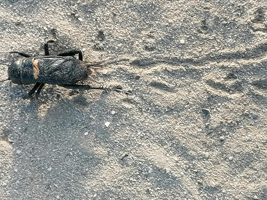 Gryllus campestris - mezei tücsök