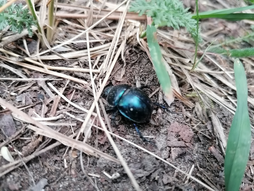 Trypocopris vernalis - tavaszi álganéjtúró