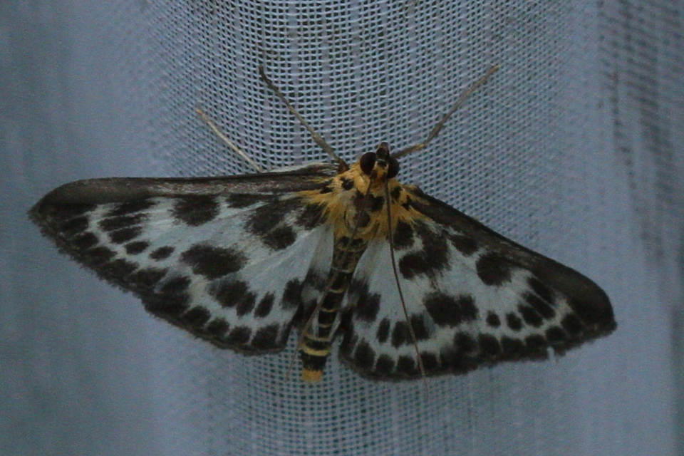 Anania hortulata - tarka csalánmoly