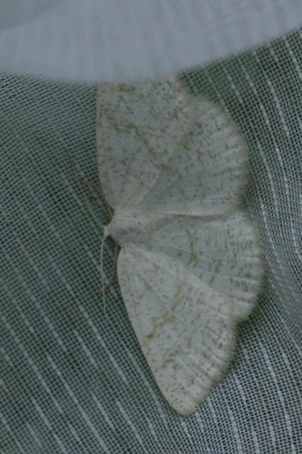Cabera exanthemata - pettyes égeraraszoló