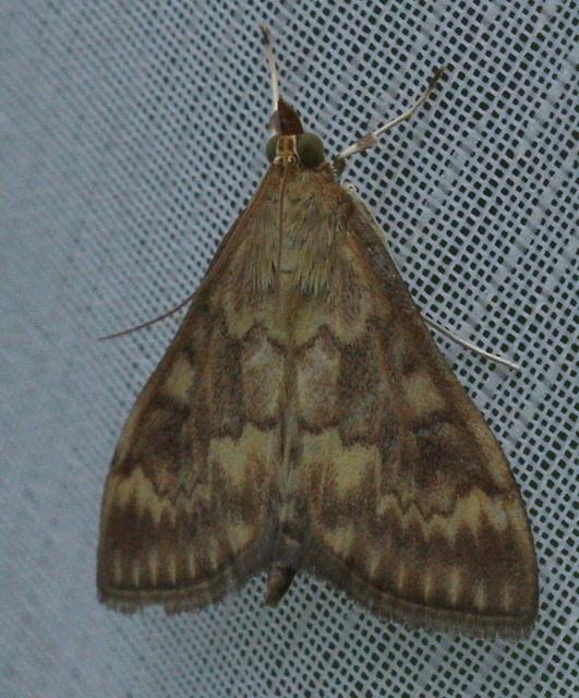 Ostrinia nubilalis - kukoricamoly