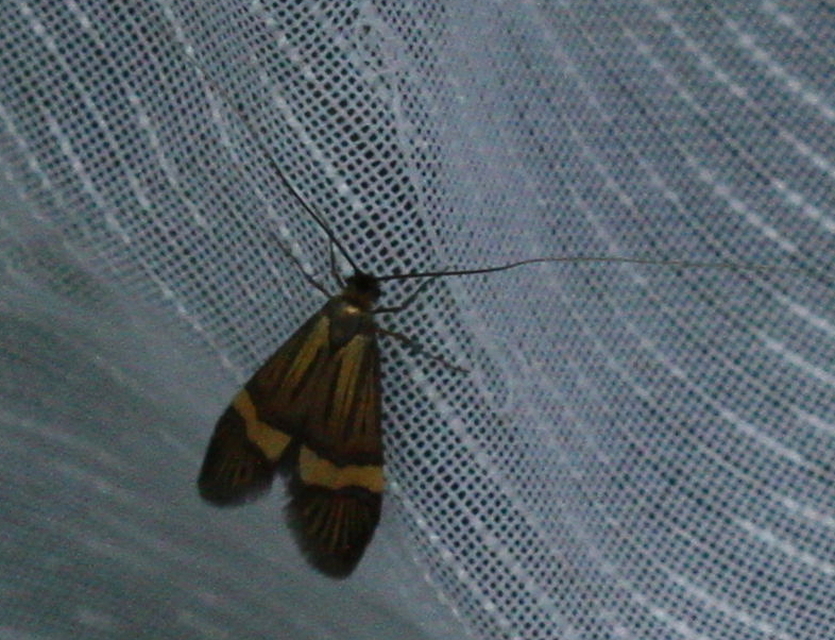 Nemophora degeerella - pompás tőrösmoly