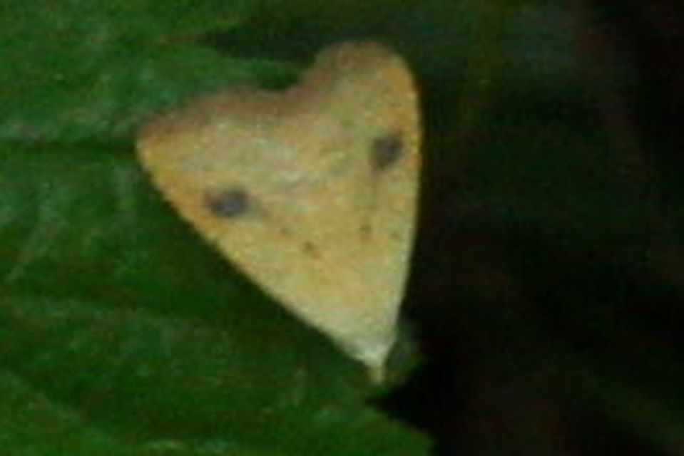 Rivula sericealis - selymes lórombagoly