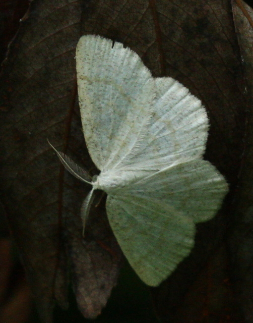 Cabera exanthemata - pettyes égeraraszoló