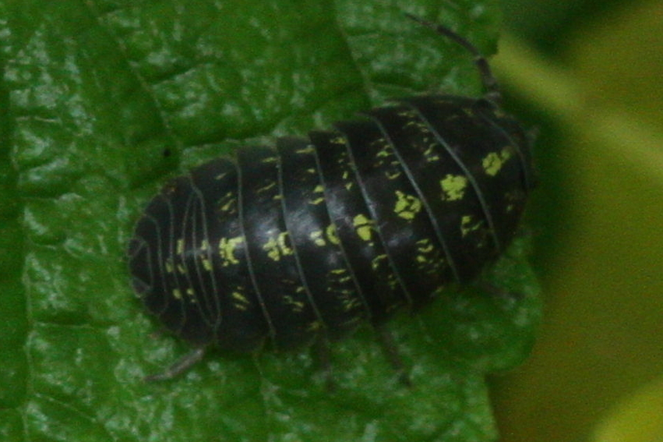 Armadillidium vulgare - szürke gömbászka