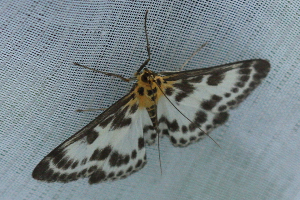 Anania hortulata - tarka csalánmoly