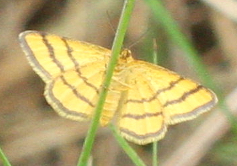 Idaea aureolaria - aranyos sávosaraszoló