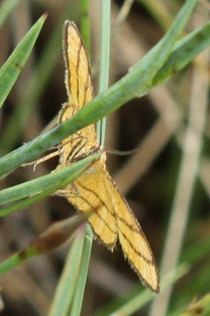 Idaea aureolaria - aranyos sávosaraszoló
