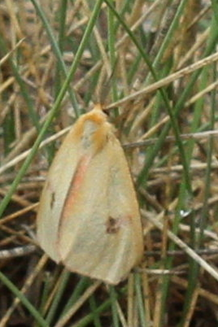 Diacrisia sannio - vörösszélű medvelepke