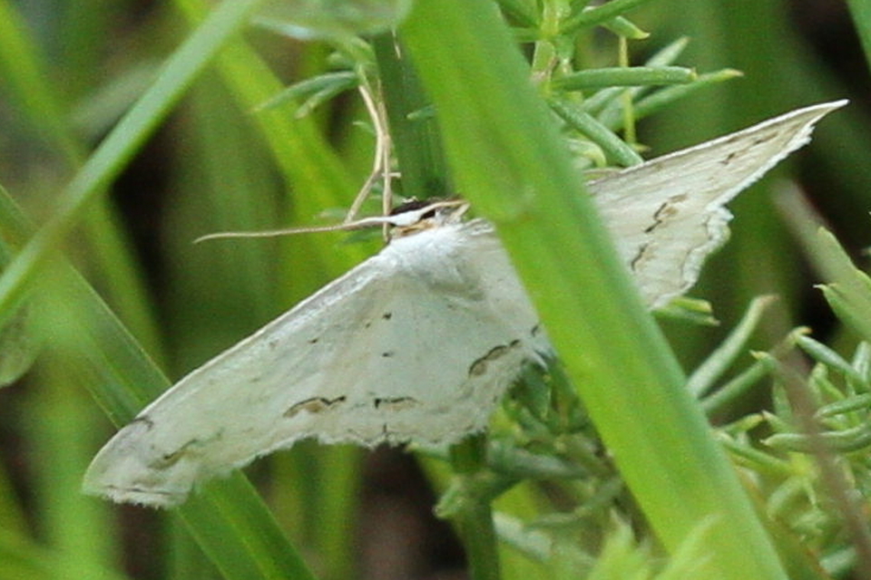 Scopula ornata - díszes fehéraraszoló
