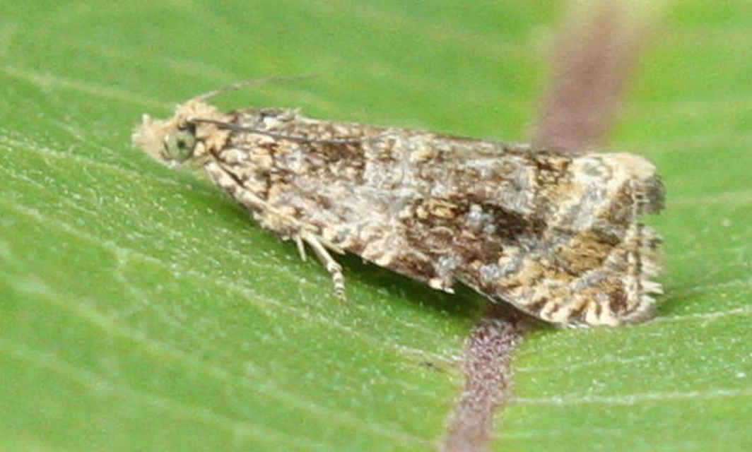 Celypha flavipalpana - öthorgú tükrösmoly