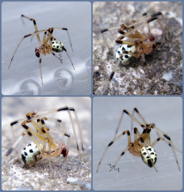 Heterotheridion nigrovariegatum - fehér törpepók