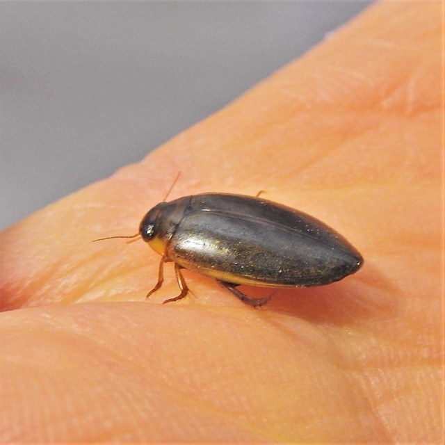 Rhantus suturalis - gyakori particsíkbogár