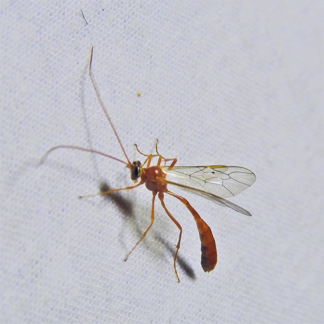 Enicospilus